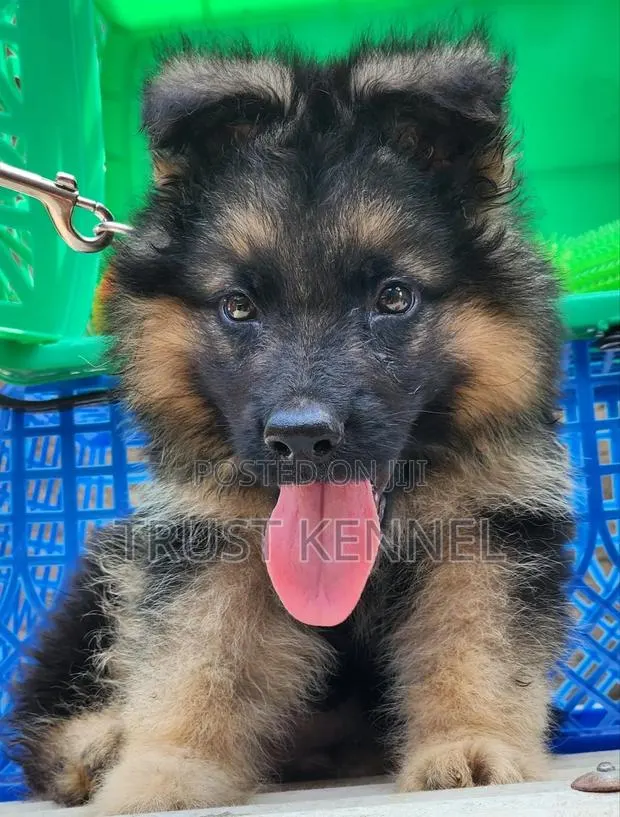 3-6 months Female Purebred German Shepherd · Photo 1