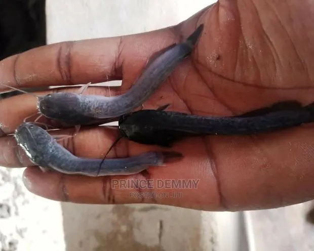 Post Fingerling Catfish · Photo 1