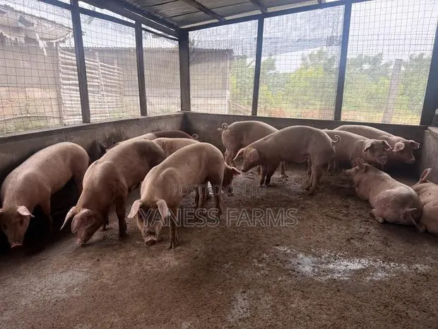 Premium Pigs for Sale · Photo 1