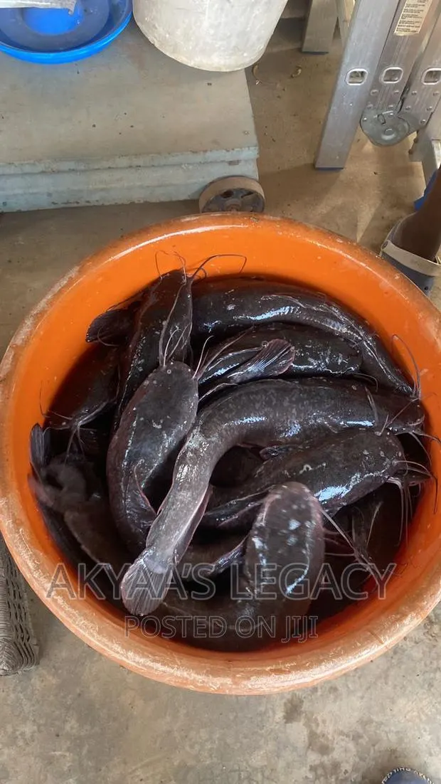 Catfish Price Per Kilo · Photo 1