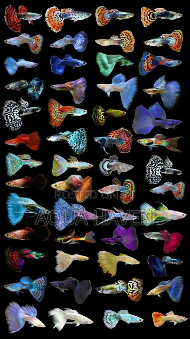 Guppies Fihes · Photo 1