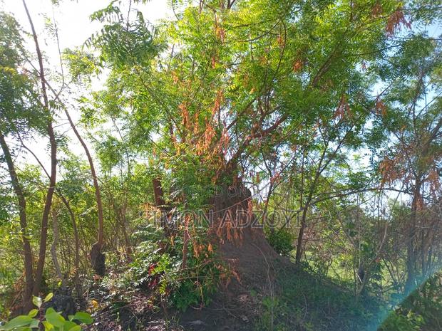 Land for Sale · Photo 5