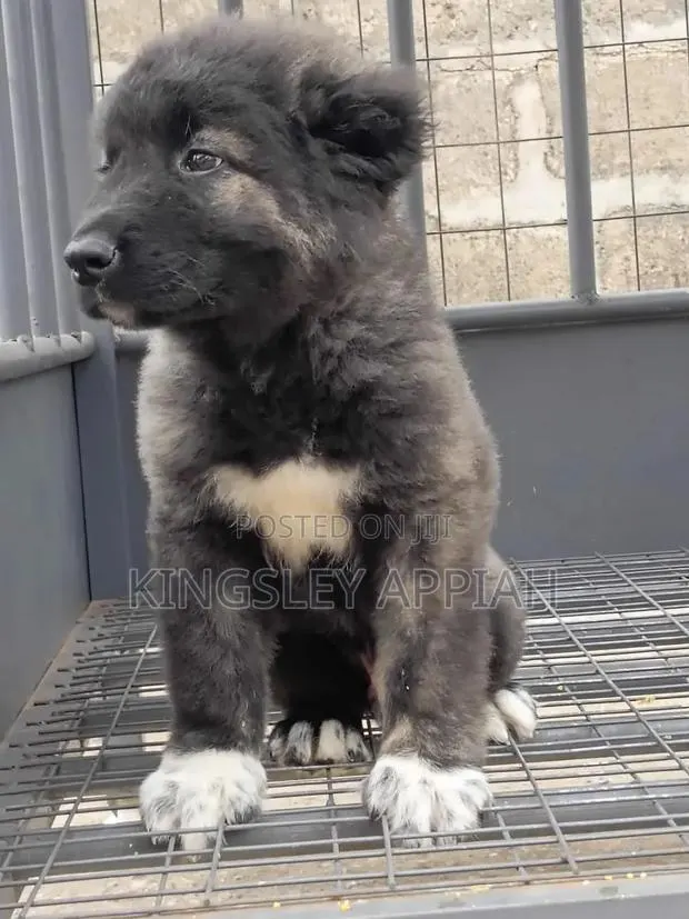 1-3 months Male Purebred Caucasian Shepherd · Photo 1