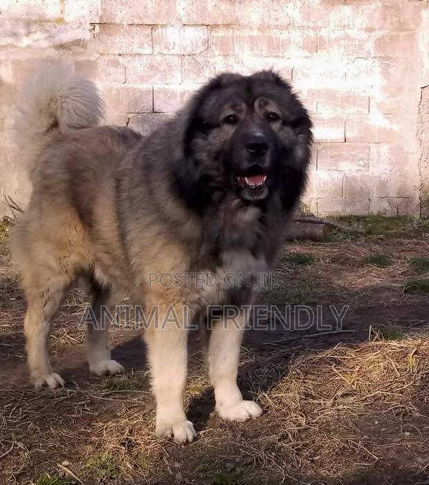1-3 months Male Purebred Caucasian Shepherd · Photo 1