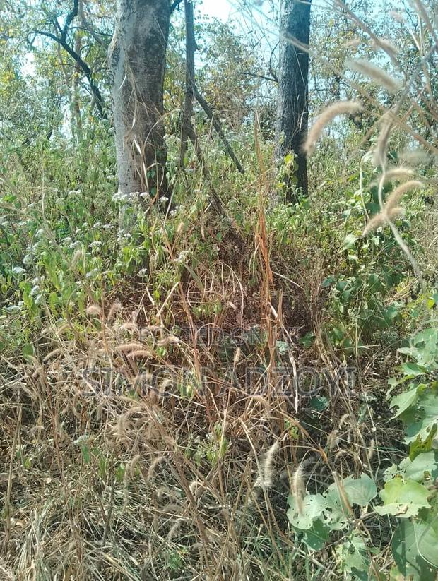 Gold Concession Land for Sale or Partnership · Photo 1