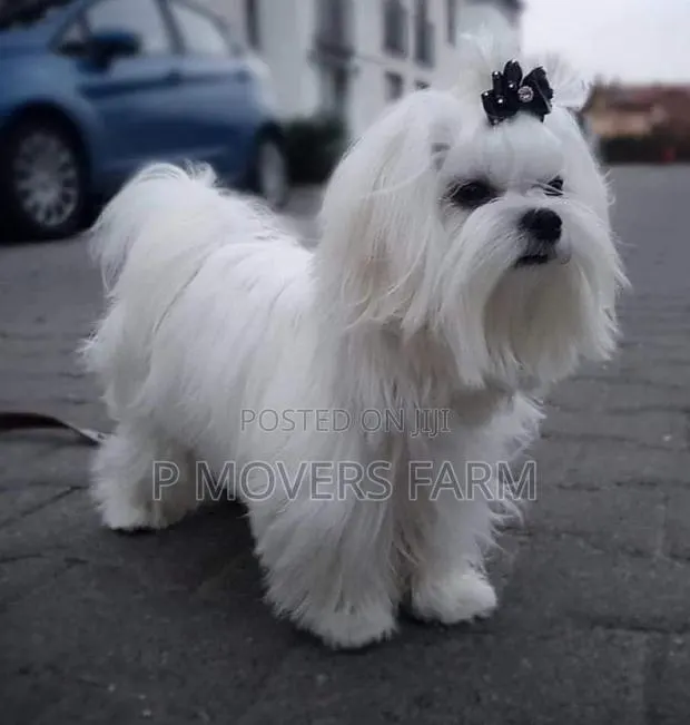 1-3 months Male Purebred Maltese · Photo 1