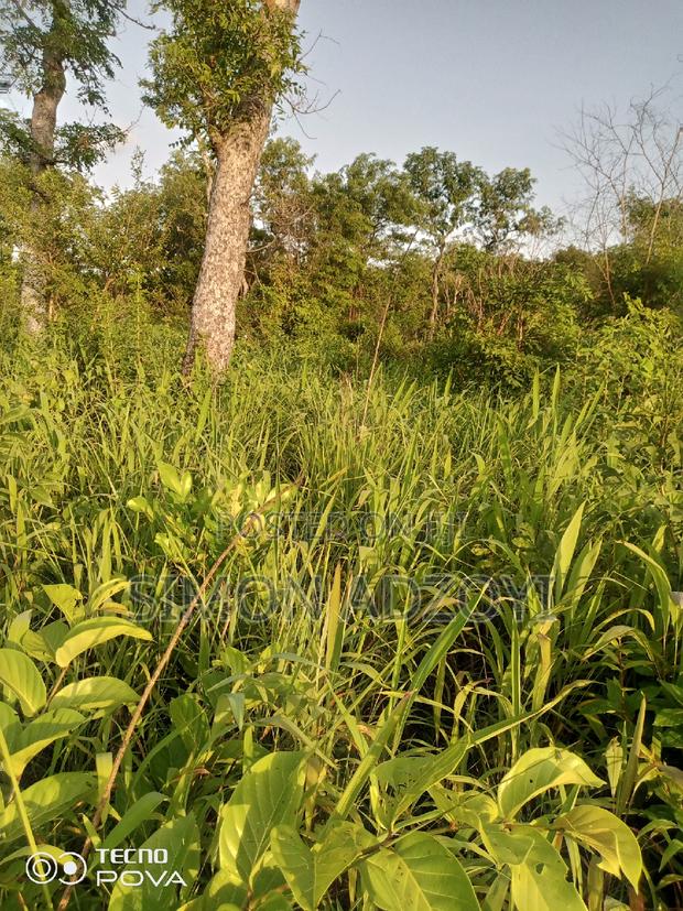 100,000 Acres of Farm Land for Sale or Lease · Photo 3