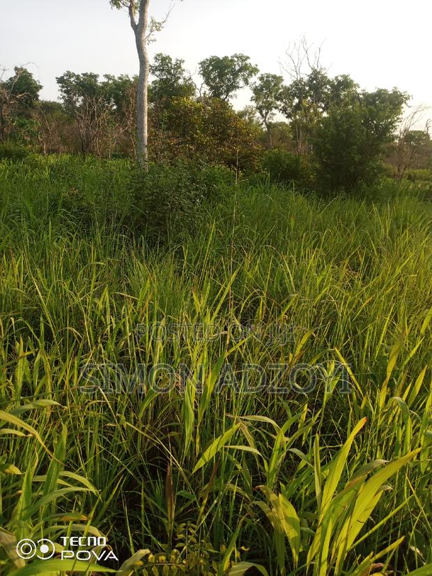 100,000 Acres of Farm Land for Sale or Lease · Photo 5