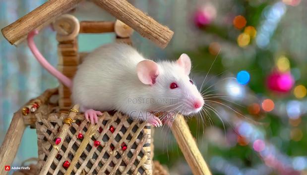 (75% Discount) Pet Rat: Adopt Your Perfect Pet Rat Today · Photo 3