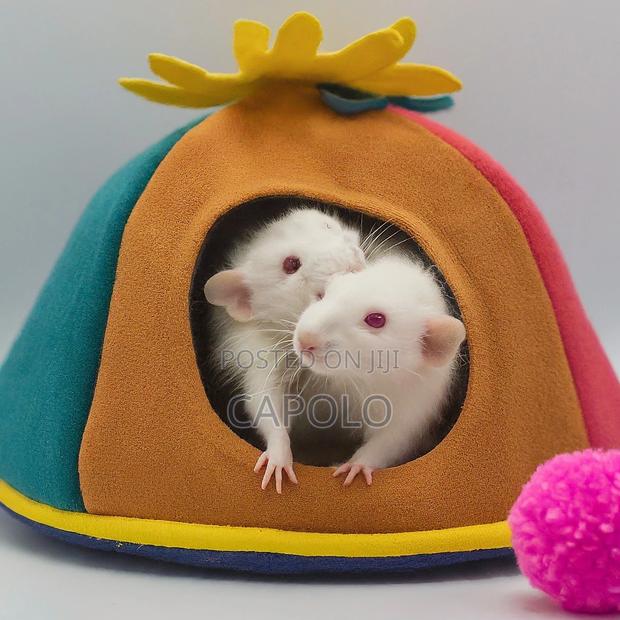 (75% Discount) Pet Rat: Adopt Your Perfect Pet Rat Today