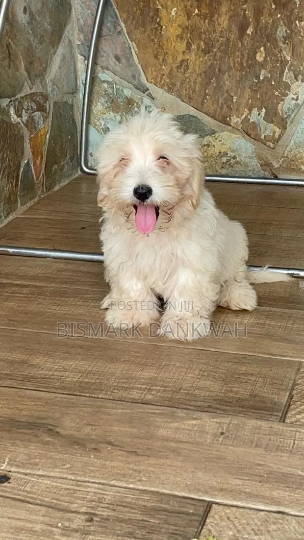 1-3 months Male Purebred Maltese Shih Tzu · Photo 1