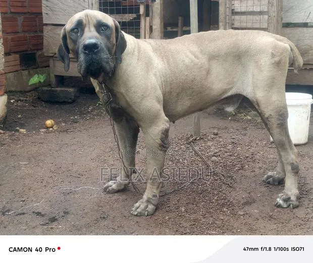 1+ year Male Purebred Boerboel · Photo 1