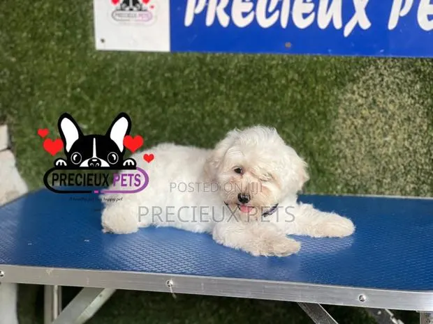 1-3 months Female Purebred Poodle · Photo 1