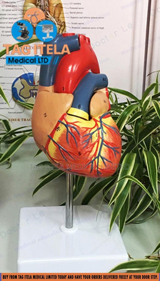 Anatomy Heart Model · Photo 1