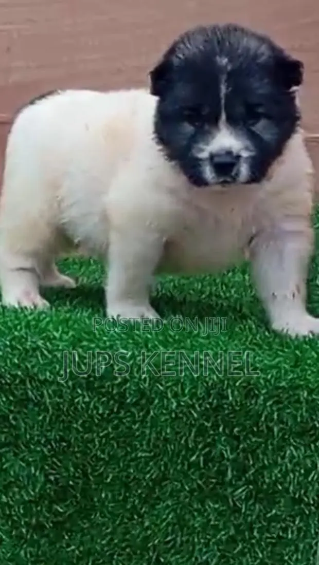 1-3 months Male Purebred Caucasian Shepherd · Photo 1