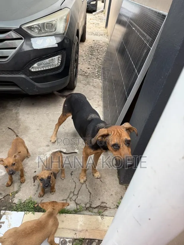1+ year Female Mixed Breed Dog · Photo 1