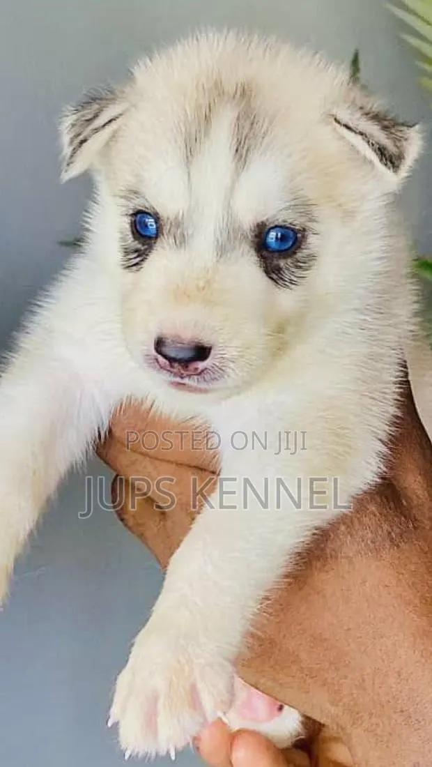 1-3 months Female Purebred Siberian Husky · Photo 1