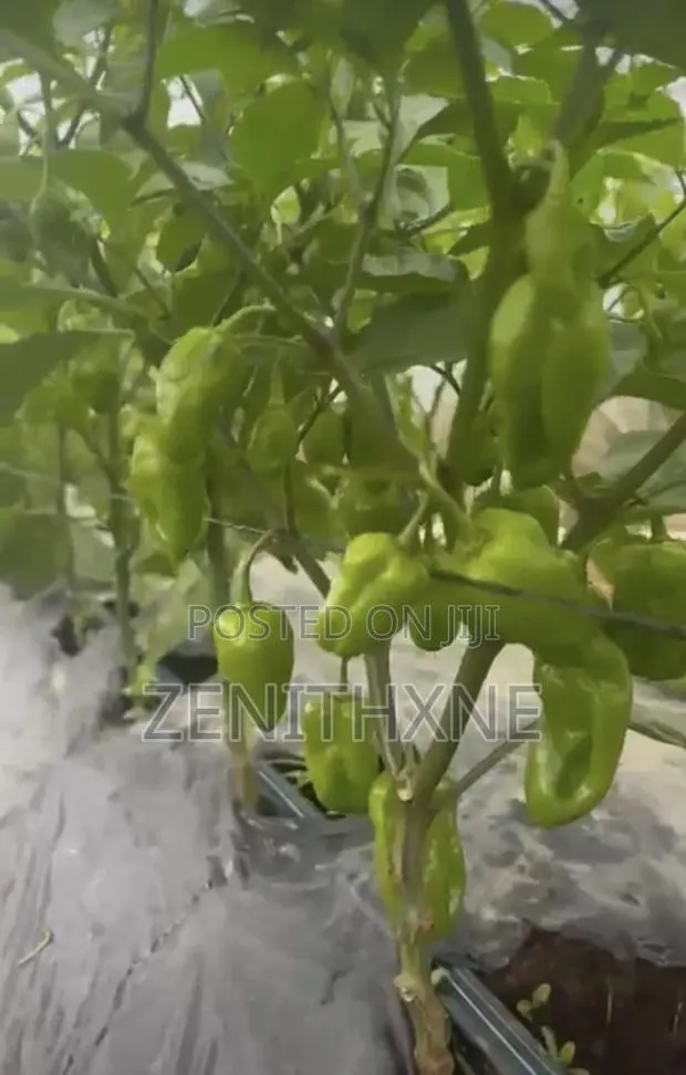 Habanero Pro Consult · Photo 2