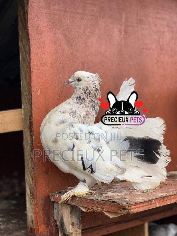 Indian Fantail Fancy Pigeons · Photo 2