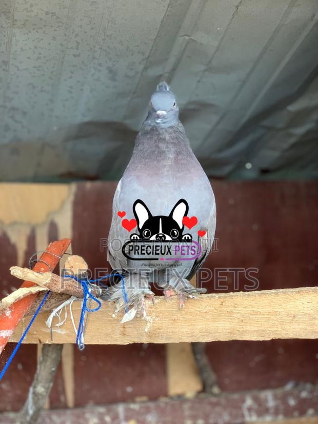 Indian Fantail Fancy Pigeons · Photo 3