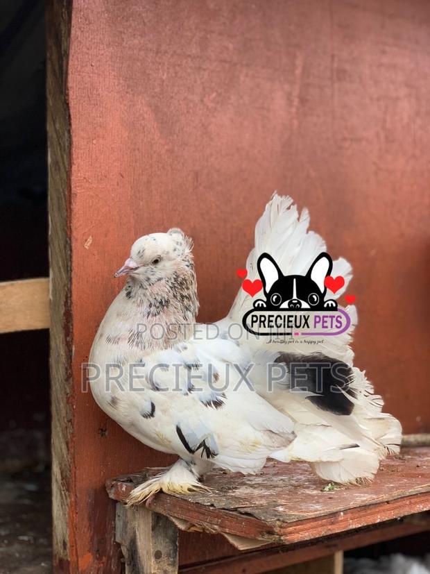 Indian Fantail Fancy Pigeons · Photo 1