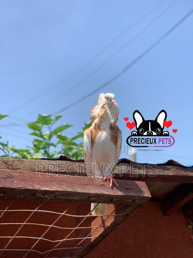 1 Pair of Jacobin Fancy Pigeons · Photo 1