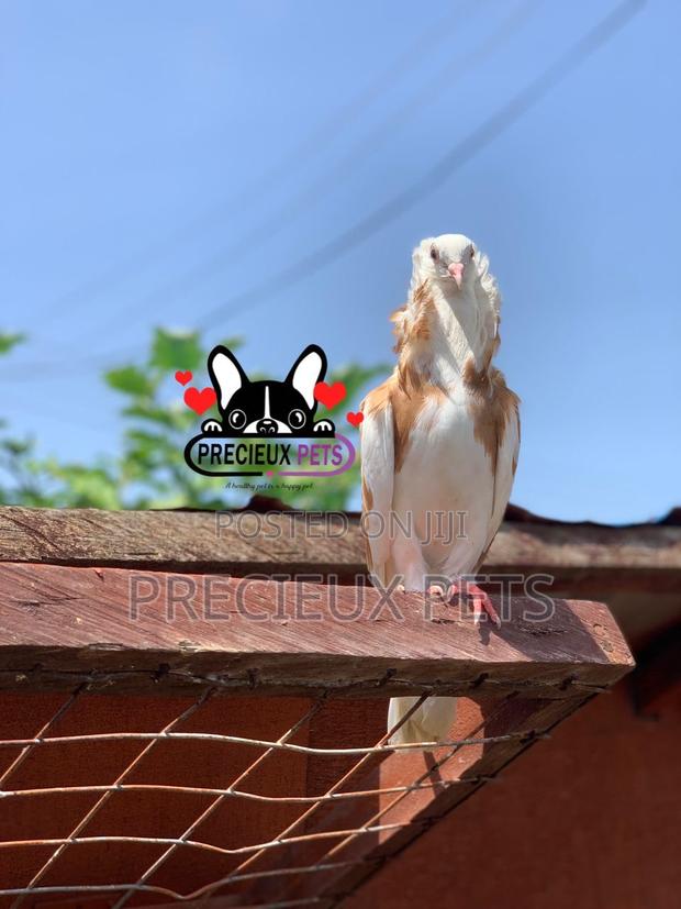 1 Pair of Jacobin Fancy Pigeons · Photo 2