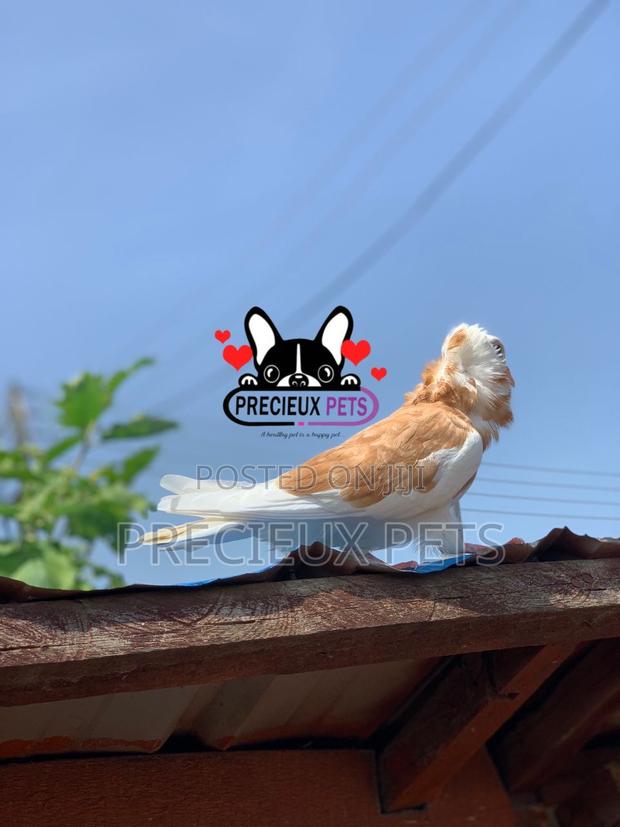 1 Pair of Jacobin Fancy Pigeons · Photo 3