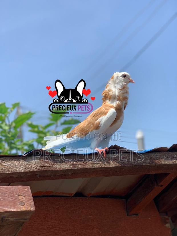 1 Pair of Jacobin Fancy Pigeons · Photo 4