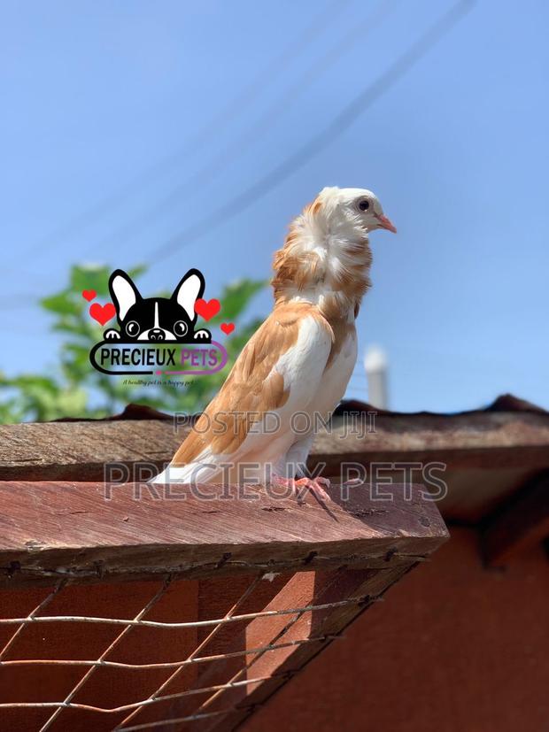 1 Pair of Jacobin Fancy Pigeons · Photo 5