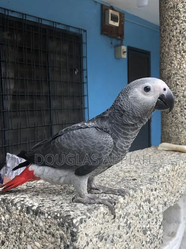Ash and Red Parrot · Photo 4