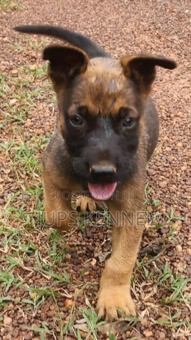 1-3 months Female Purebred Belgian Malinois · Photo 1