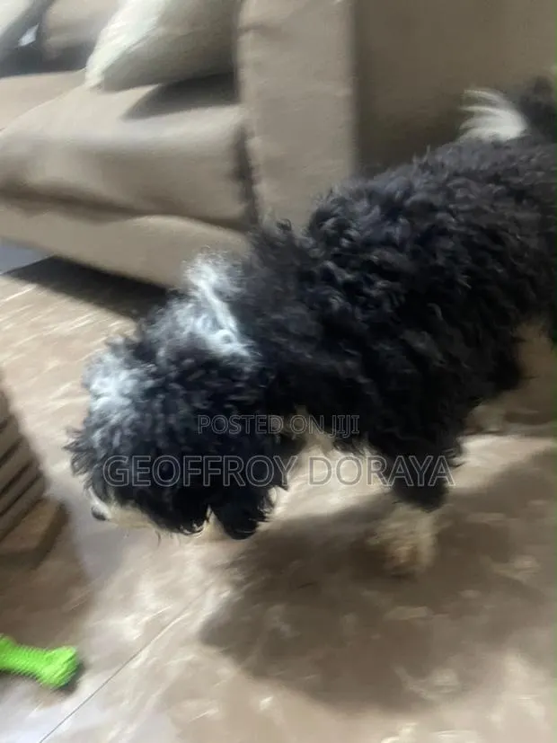 1+ year Male Purebred Poodle · Photo 1