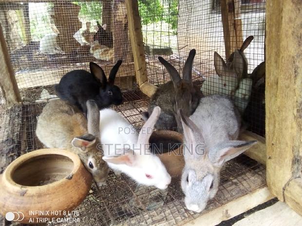 Rabbit for Sale at an Affordable Price · Photo 2