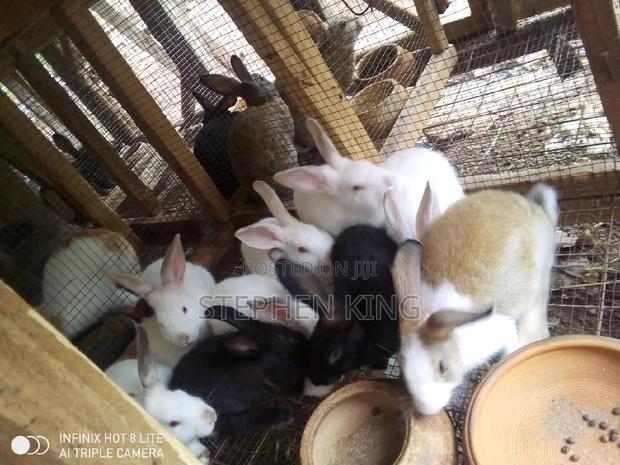 Rabbit for Sale at an Affordable Price · Photo 3