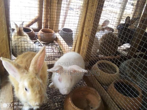 Rabbit for Sale at an Affordable Price · Photo 4