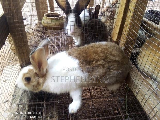 Rabbit for Sale at an Affordable Price · Photo 5