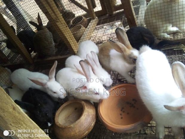 Rabbit for Sale at an Affordable Price · Photo 6