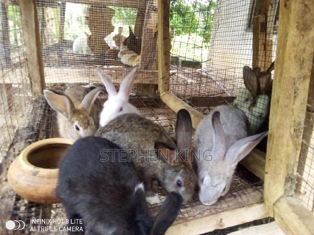 Rabbit for Sale at an Affordable Price · Photo 7