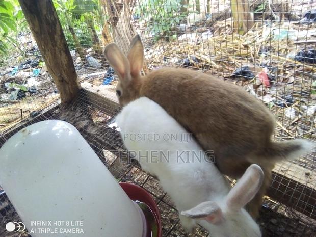Rabbit for Sale at an Affordable Price · Photo 8