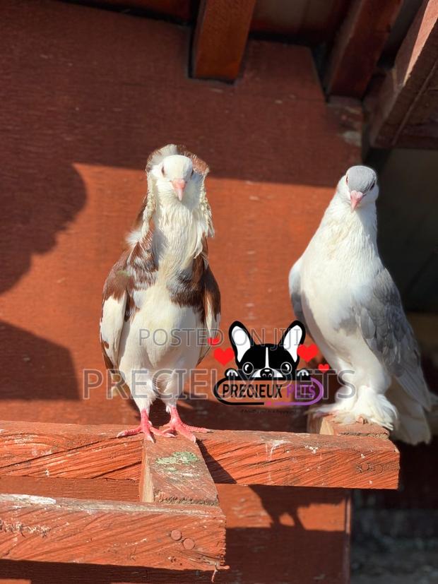 1 Pair of Fancy Pigeons Available for New Home · Photo 4