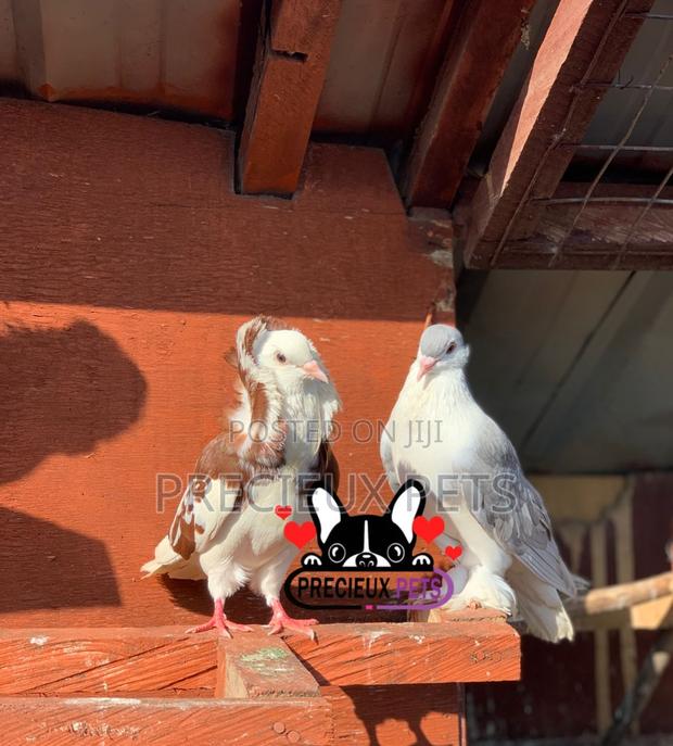 1 Pair of Fancy Pigeons Available for New Home · Photo 2