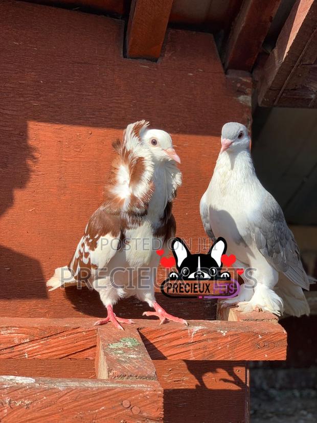 1 Pair of Fancy Pigeons Available for New Home · Photo 1