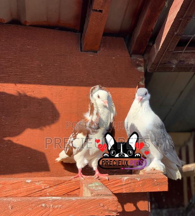 1 Pair of Fancy Pigeons Available for New Home · Photo 3