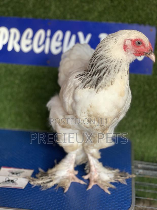 Young Female Brahmas Chick · Photo 4