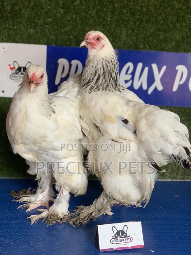 Young Female Brahmas Chick · Photo 2