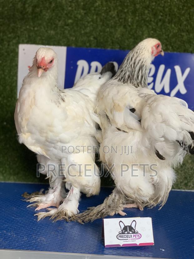 Young Female Brahmas Chick · Photo 1
