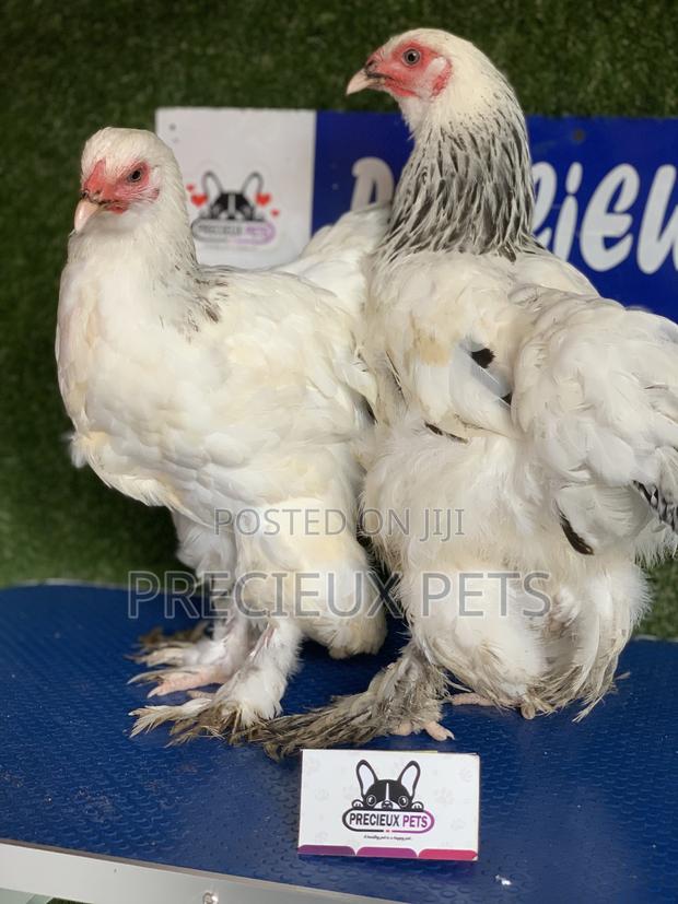 Young Female Brahmas Chick · Photo 3