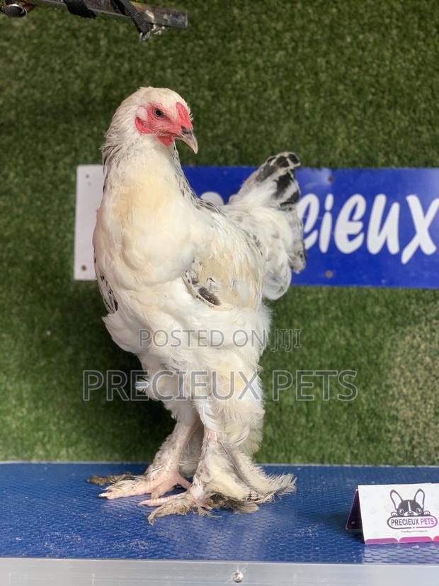 Young Male Brahmas Chick -002 · Photo 1
