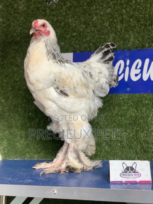 Young Male Brahmas Chick -002 · Photo 4
